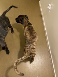 Two cane corso’s for the price of one