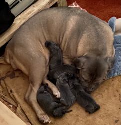 AKC registered cane corso puppies 3 female available