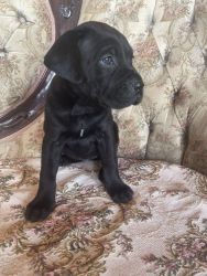 9 Week old Cane Corso Puppies.