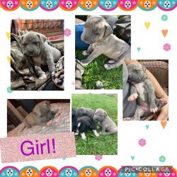 Cane Corso and pit puppies