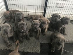 Adorable cane Corso puppies for sale