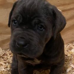 Adorable Cane Corso Italiano Puppies available for rehoming
