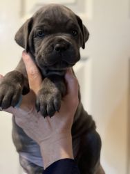 ICCF registered Cane Corso puppies