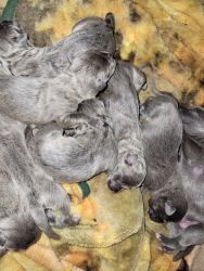 Just born cane corso puppies