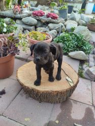 Cane Corso Puppies For Sale 8 weeks old