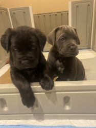 Beautiful 6 weeks old cane corso puppies