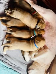 Cane Corso Pit Mix Puppies