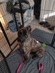 11 month old Cane Corso/Presa Canario mix puppy needs a new home! Send