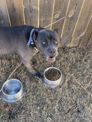 6 months old male cane corso