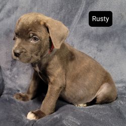 REDUCED Rusty ICCF Blue Cane Corso Male Puppy VETERAN DISCOUNTS!