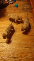 Cane corso pups for sale!!