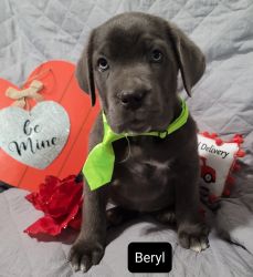 Beryl ICCF Blue Cane Corso Male Puppy