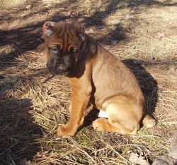 Puppies for sale Cane Corso