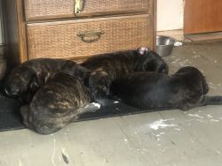 6 Cane Corso Puppies for sale