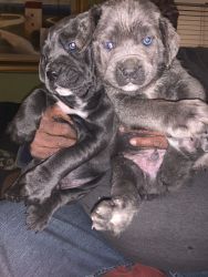 Cane Corso 6 weeks old have 4 puppies left. Born Dec. 29, 2021.