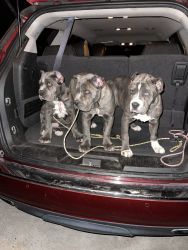 BIG PUPPIES FOR SALE