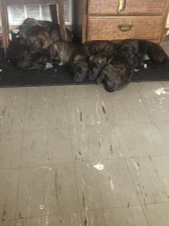 Beautiful Cane Corso Mastiff puppies