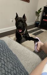 8 month old beautiful cane corso