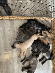 Cane Corso Puppies Southern Maryland are ready