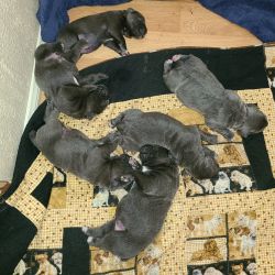 Cane Corso Blue Pups