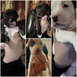 Puppies ready to be rehome