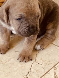 Female Cane Corso’s ready for your family