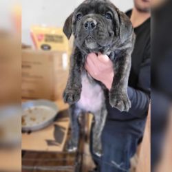 10 Week Old Cane Corso Puppy (girl)