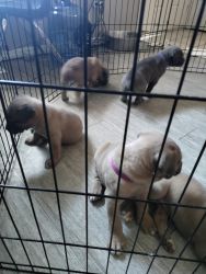 8weeks old cane corso puppies