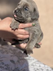 Cane Corso puppies .Price is negotiable