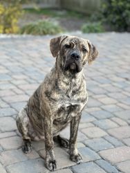 Female spayed Cane Corso puppy