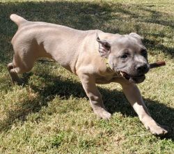 15 weeks Cane Corso puppy