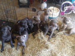 Iccf puppies for sale