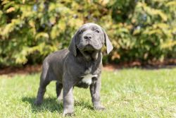 male cane corso puppy for sale
