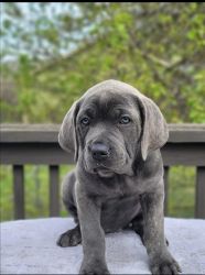 AKC registered cane corso puppies for sale