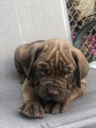 35 days old cane corso puppies that need to go