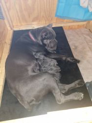 Puppies looking for home