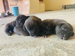 Puppies for Sale! Breed- Cane Corso 50k ( Male) 40k ( Female)