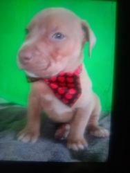 Puppies for sale mixed with cane corso and blue fawn