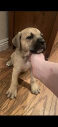 Cane Corso Puppies for sale