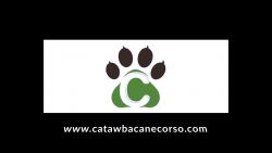 IFFC Cane Corso Puppies