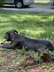 2 year old Full blooded Cane Corso