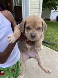 Beautiful cane corso puppies iccf registered, utd on shots and deworme