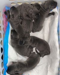 Grey Cane Corso Puppies