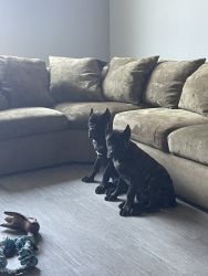 Full breed twin cane corso puppies 20 weeks