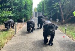 CANE CORSO PUPPIES AVAILABLE