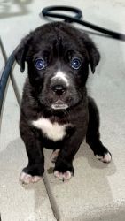 Cane Corso puppies looking for a New Home!