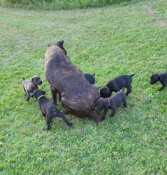 Cane Corso puppies, male and female