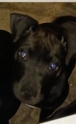 4mth old Cane Corso/american pitbull terrier