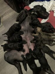Cane Corso Puppies 6weeks for Sale