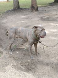 Cane Corso mixed adult Male
